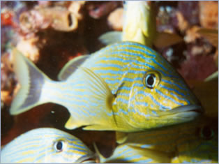 Diving