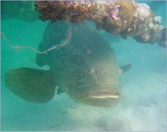 Diving