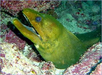 Diving