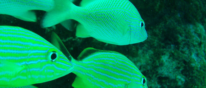 Reef Animals