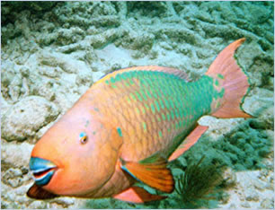 reef animals