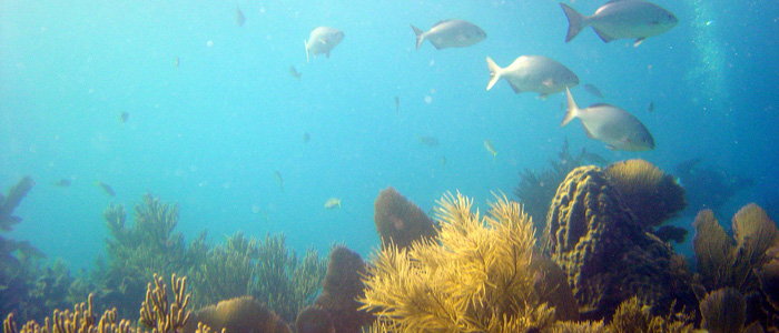 Reef information